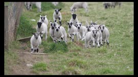 Lambs Playing Together