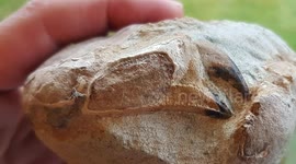 Timelapse exposes eight-million-year-old crab claw fossil enclosed in rock