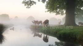 UK videographer captures moment of stunning natural beauty: birdsong and deer eating grass as sun rises