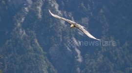 Majestic Bearded Vulture close flyby and poops in air.