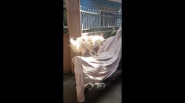 Dancing dog