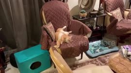 The cat is broken