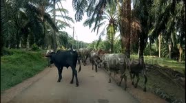 Dozens of cows take over country road