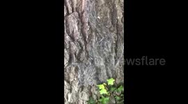 Invasion of Toxic Caterpillars