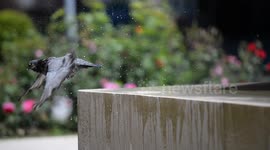 swimming with a pigeon