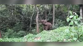 Fascinating moment elephant stands on hind legs to pluck jackfruit from 7.6-metre-long tree in southern India