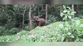 Longer Version_Fascinating moment elephant stands on hind legs to pluck jackfruit from 7.6-metre-long tree in southern India