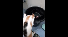 Cat drinking water from tub