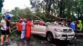 Heartbroken pet dog waits by body of master killed in car from falling tree