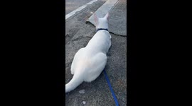Cat exploring outside after ECQ lift