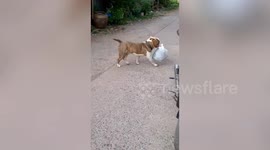 Clever dog in Thailand helps owners by carrying bags of rubbish onto trailer to take to recycling centre