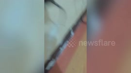 Mouse gets stuck in internet port after being caught stealing food and running away