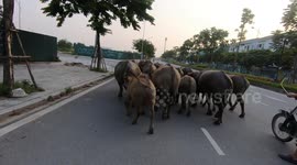 Traffic jam in Vietnam as water buffalo casually cross road
