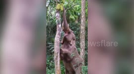 Fascinating footage shows elephant standing on hind legs to pluck jackfruit in southern India
