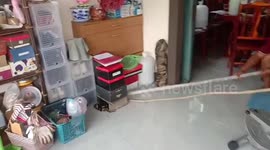 Mangrove snake found hiding under shoeboxes in home in Thailand