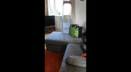 Dog unsure of new ladders barks at them