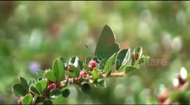 Green Hairstreak butterfly Callophrys rubi feeding on Cotoneaster flowers, resting on old bluebells in Stroud garden, Gloucestershire, England
