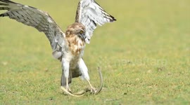 Eagle fails to capture defiant snake during 20-minute battle in India
