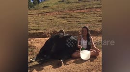 Brazilian woman soothes wild buffalo with a SINGING BOWL