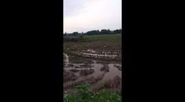 Thousands of ducks cross the field and return to the farm without a guide