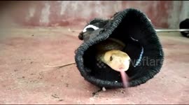 There's a snake in my sock! Indian man discovers cobra has taken refuge in his old sock