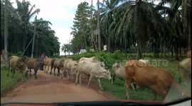 Dozens of cows take over country road in Melaka, Malaysia