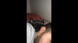 Wilson loudly snoring again!!!