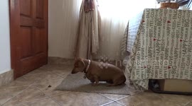 Second time lucky! Dachshund first fails and then nails temptation challenge