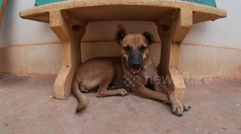 House Of Strays - Animal Rescue Shelter