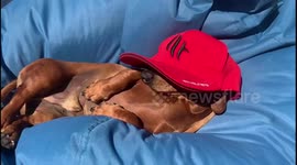 It’s a hard life being a dachshund!