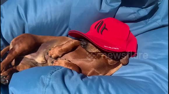 It’s a hard life being a dachshund!