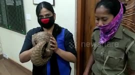 Indian wildlife officials test female pangolin rescued from COVID-19 quarantine facility
