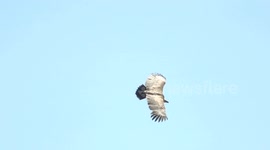majestic griffon vultures seen in swiss Alps