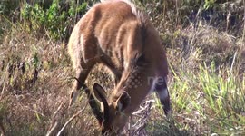 Close encounter with a beautiful bushbuck, unafraid of humans, near Nyika National Park HQ, Malawi