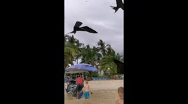 Feeding Frigatebirds in Rincon de Guayabitos, Nayarit, Mexico
