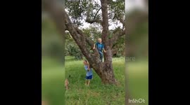 Climbing Trees in Mexico