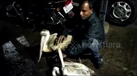 Pelicans rescued by Indian wildlife officers after being injured during cyclone