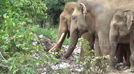 Tragic footage shows wild elephants eating from garbage dump in Sri Lanka