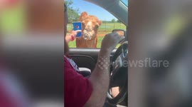 Rude camel raids family’s car for snacks at drive-through zoo in Oklahoma