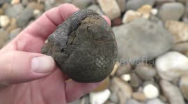 New Zealander reveals 66-million-year-old reptile fossil found in rock