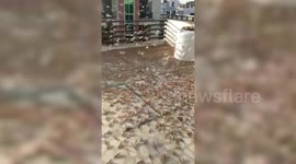 Swarms of locusts land on building in India