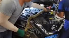 Chinese motor mechanics disassemble car engine to remove huge snake