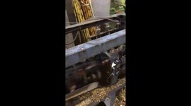 Genius farmer from Vietnam creates tool that shaves thousands of sugarcane plants daily