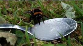 Bumble bee drinks sugar water