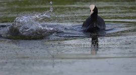 Waterbird Has Close Encounter With Mystery Fish