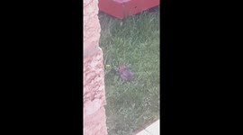baby bunny eats dandelion