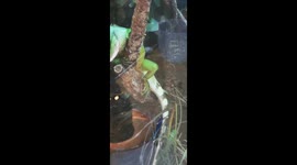 Chinese water dragon caught in the act