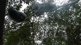 Intense koala fight