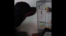 Buddy the bird falls head over heals in love with Buffy the puppy !