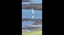 Little egret bird on the beach in Wirral UK lockdown allowing rarer sighted species to circulate